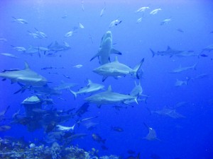 sharks_feeding