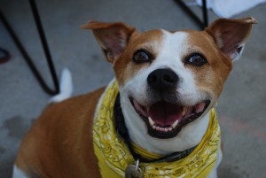 Tyler - Beagle - Humane Society Dog