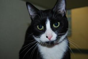 Cat Humane Society Broward