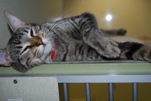 Bella Cat Adoption.jpg