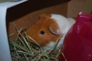 Porky 444911