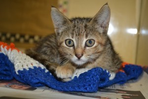 Irma Humane Society Pet Adoptions Humane Society Pet Adoptions