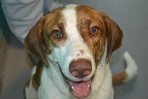 Squiggles Dog Pet Adoption Broward