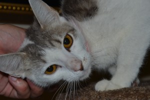 humane society cat adoption