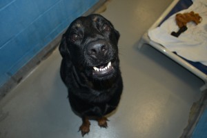 Mia says adopt her or any dog 50 pounds or more and the adoption fee is just $50!