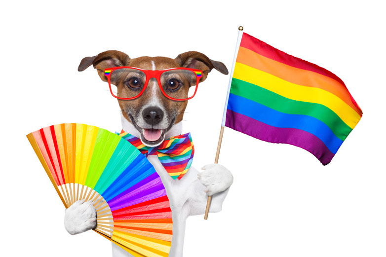 WEB-bigstock-Gay-Pride-Dog-45029986